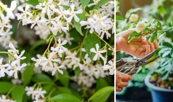 How to Grow Jasmine Plant: Tips and Tricks for Success