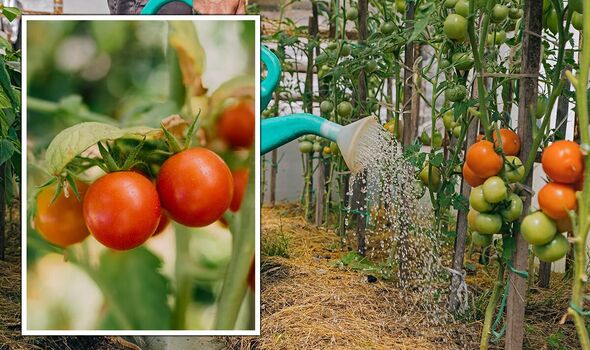 Tomato Plant Care: How to Grow and Maintain Healthy Tomatoes