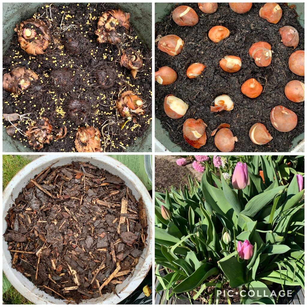 Tulip Planting Tips: How to Grow Vibrant Tulips