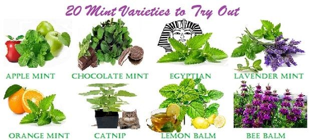 How to Grow Mint Plant: Expert Advice for Thriving Mint