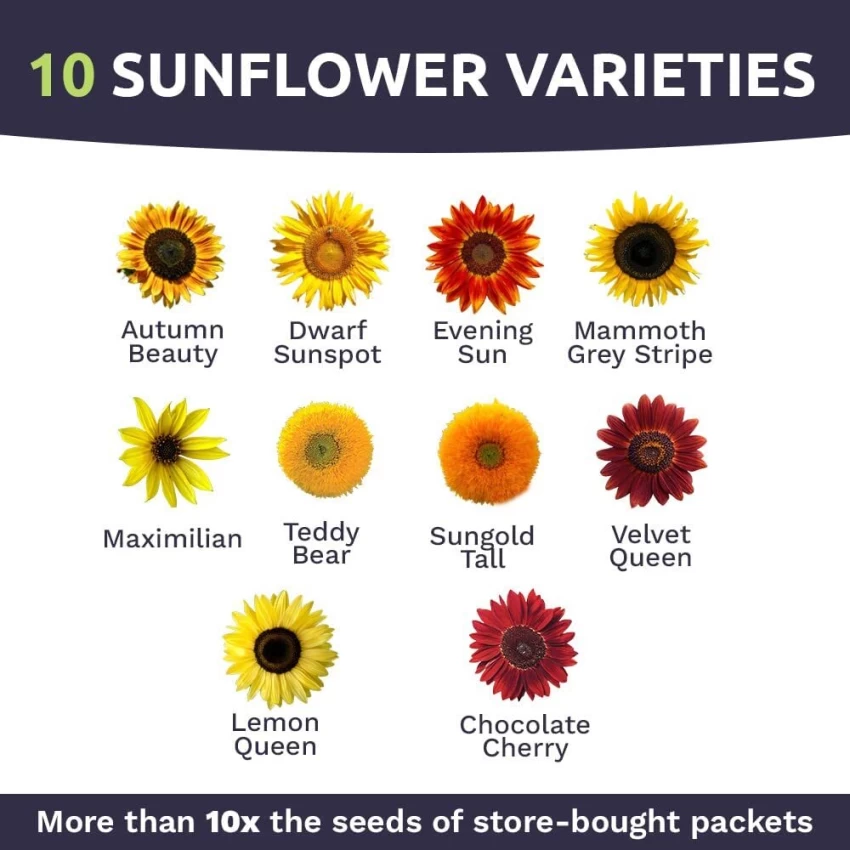 Sunflower Growing Tips: How to Grow Healthy and Beautiful Sunflowers