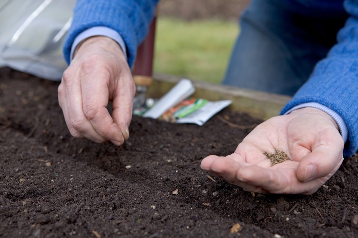 Carrot Planting Tips: A Comprehensive Guide to Growing Delicious Carrots