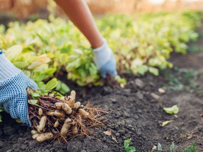 How to Grow a Peanut Plant: A Complete Beginner's Guide