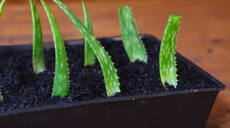 How to Grow Aloe Vera Plant: From Planting to Harvesting