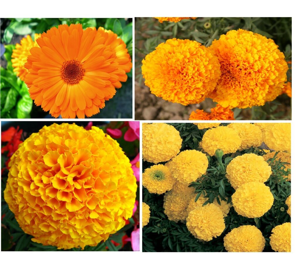 Marigold Plant Care: How to Grow and Maintain Stunning Marigolds