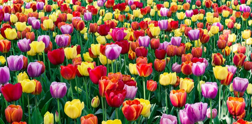 Tulip Planting Tips: How to Grow Vibrant Tulips