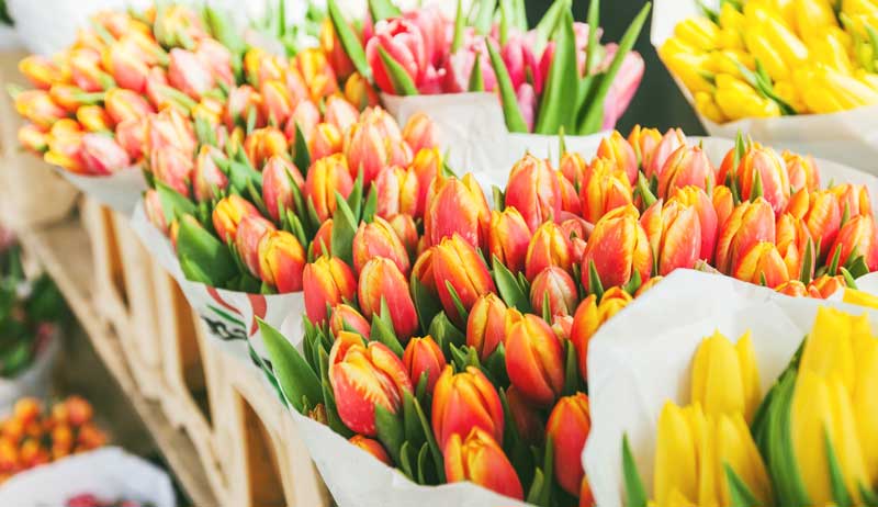 Tulip Planting Tips: How to Grow Vibrant Tulips