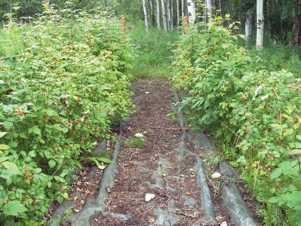 How to Grow Raspberry Plants: A Comprehensive Guide