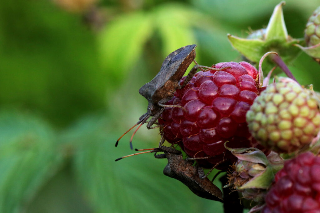 How to Grow Raspberry Plants: A Comprehensive Guide