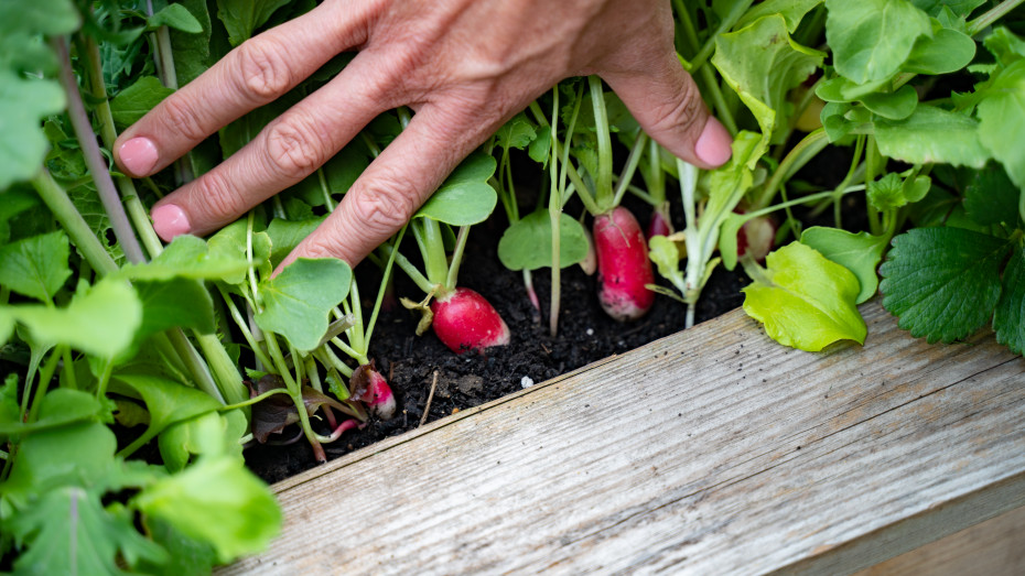 Radish Growing Tips: Best Practices for Fast and Flavorful Growth