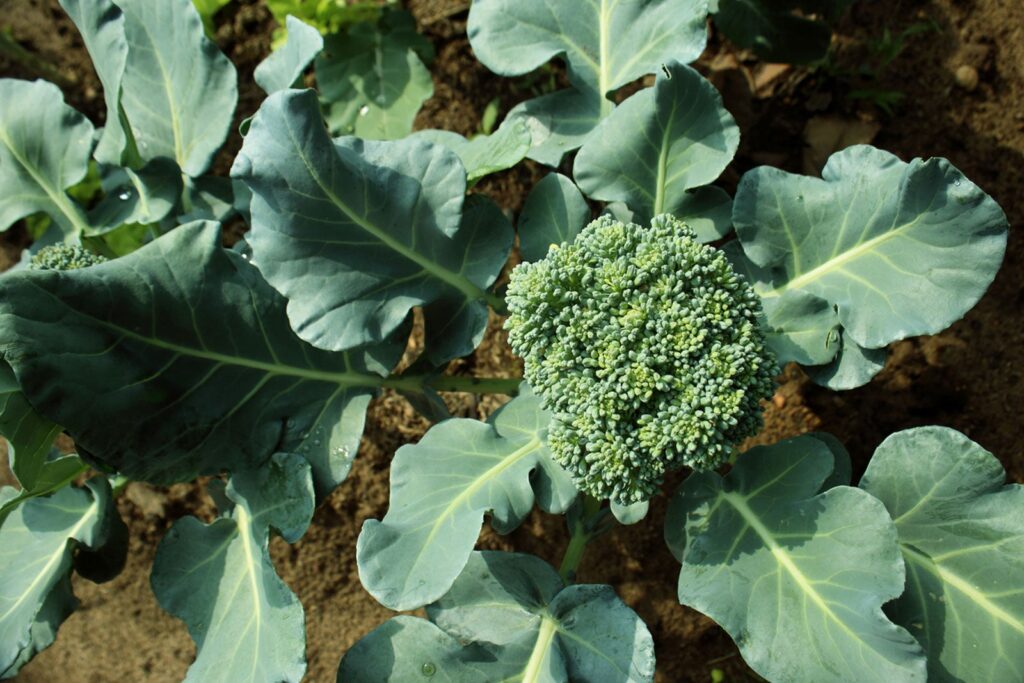 How to Grow a Broccoli Plant: Expert Advice for Thriving Broccoli