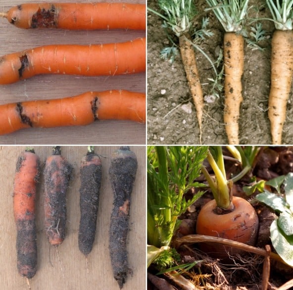 Carrot Planting Tips: A Comprehensive Guide to Growing Delicious Carrots