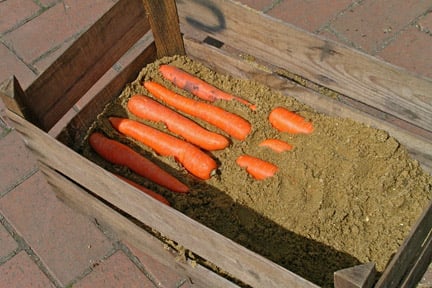 Carrot Planting Tips: A Comprehensive Guide to Growing Delicious Carrots