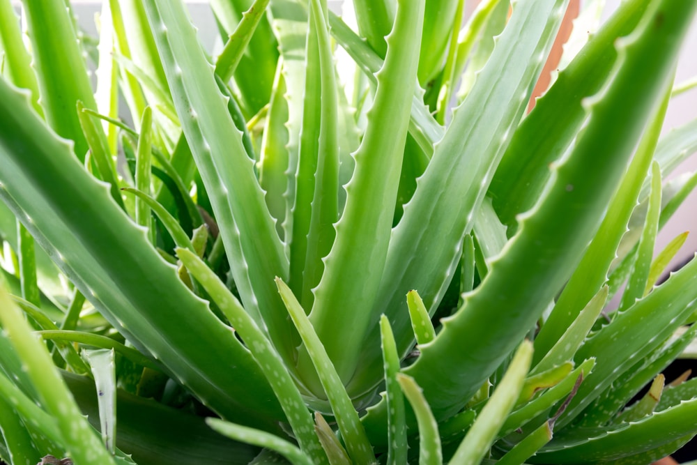 How to Grow Aloe Vera Plant: From Planting to Harvesting