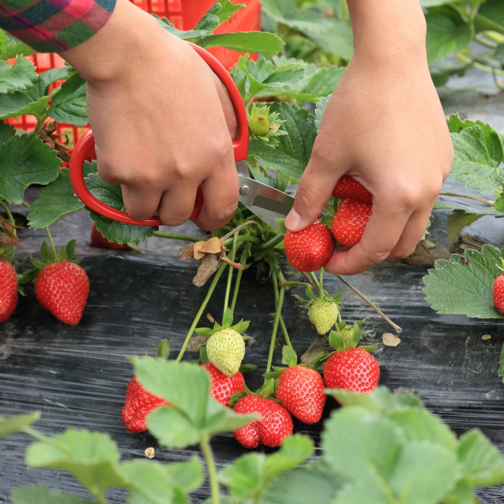 How to Grow Strawberry Plants: Tips and Tricks for a Bountiful Harvest