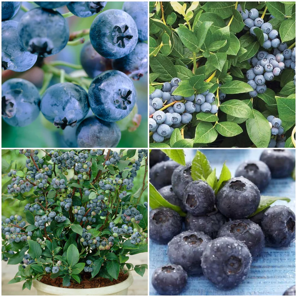 How to Grow Blueberry Plants: Expert Advice for Thriving Berries