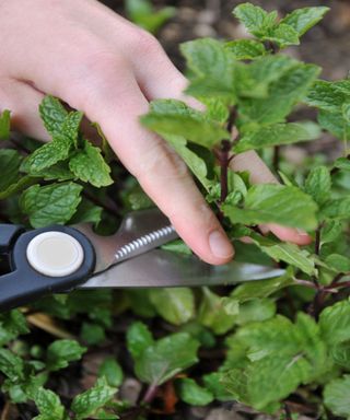 How to Grow Mint Plant: Expert Advice for Thriving Mint