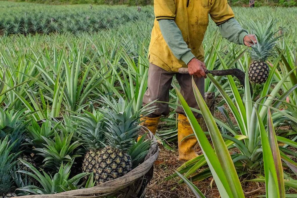 How to Grow a Pineapple Plant: Expert Advice for Thriving Pineapples