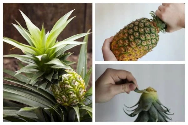 How to Grow a Pineapple Plant: Expert Advice for Thriving Pineapples