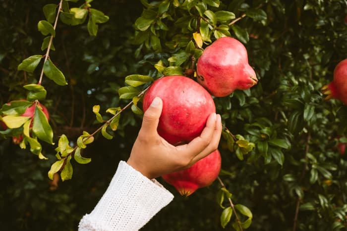 How to Grow Pomegranate Plants: A Complete Guide