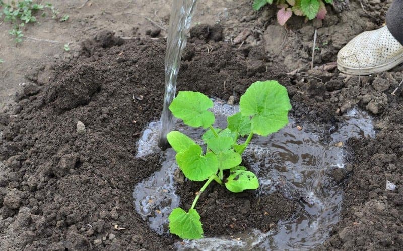 How to Grow Cucumber Plants: A Complete Guide for Beginners