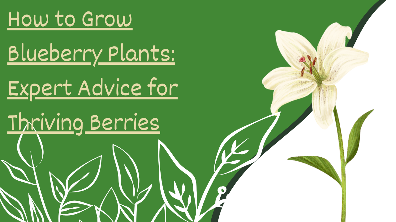 How to Grow Blueberry Plants: Expert Advice for Thriving Berries