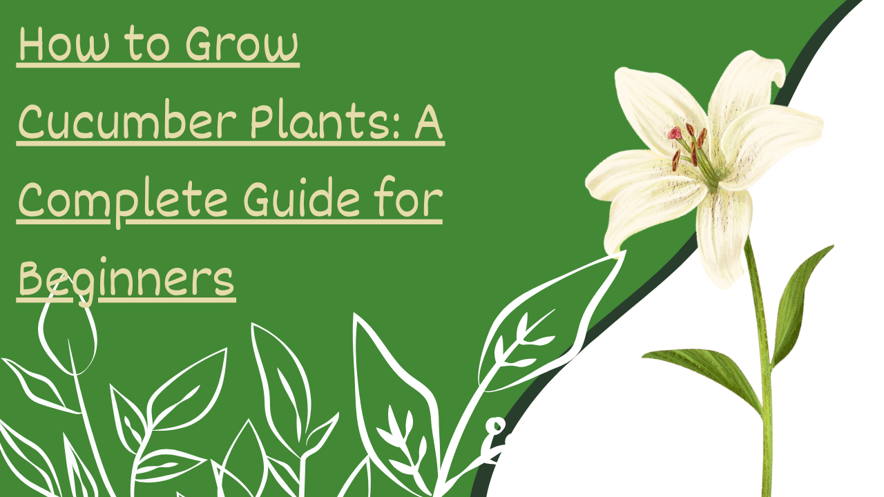 How to Grow Cucumber Plants: A Complete Guide for Beginners