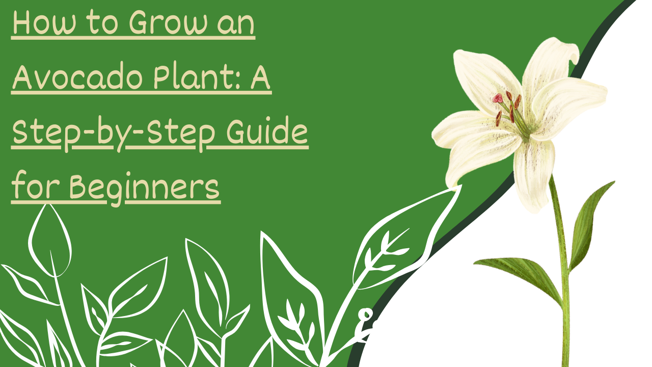 How to Grow an Avocado Plant: A Step-by-Step Guide for Beginners