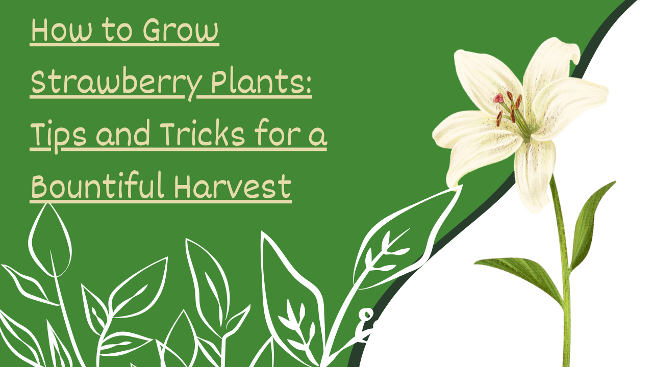 How to Grow Strawberry Plants: Tips and Tricks for a Bountiful Harvest