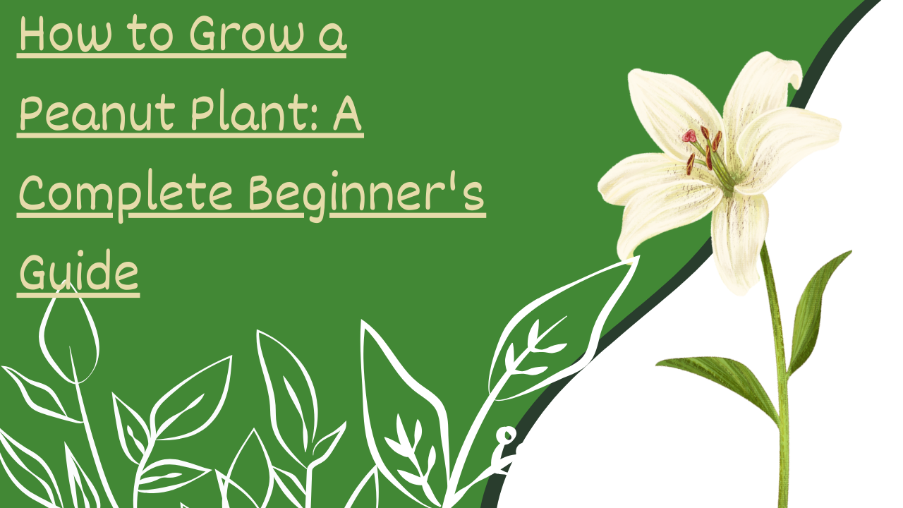 How to Grow a Peanut Plant: A Complete Beginner's Guide