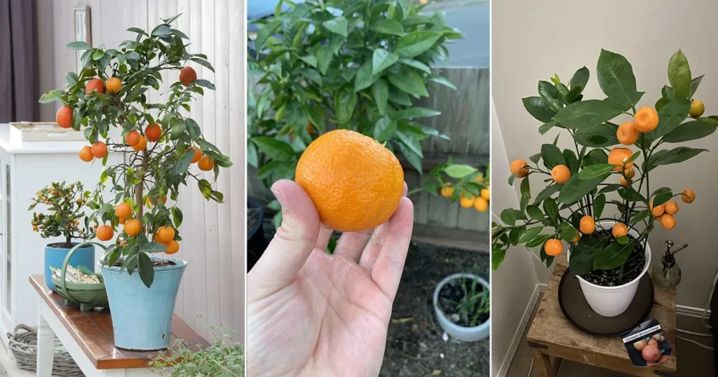 How to Grow Orange Plant: Expert Advice for Thriving Oranges