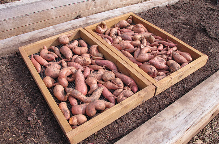 How to Grow a Sweet Potato Plant: A Delicious Journey from Slip to Harvest