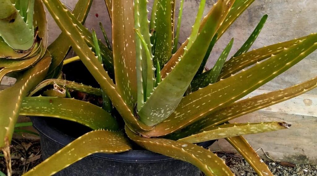 How to Grow Aloe Vera Plant: From Planting to Harvesting