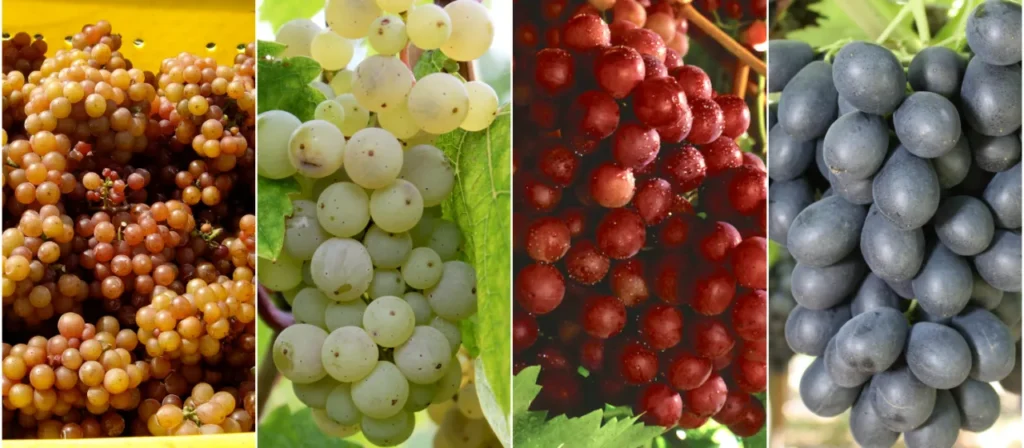 How to Grow Grapes Plant at Home: A Comprehensive Guide