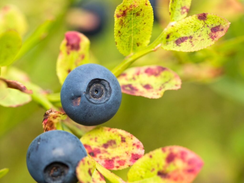 How to Grow Blueberry Plants: Expert Advice for Thriving Berries