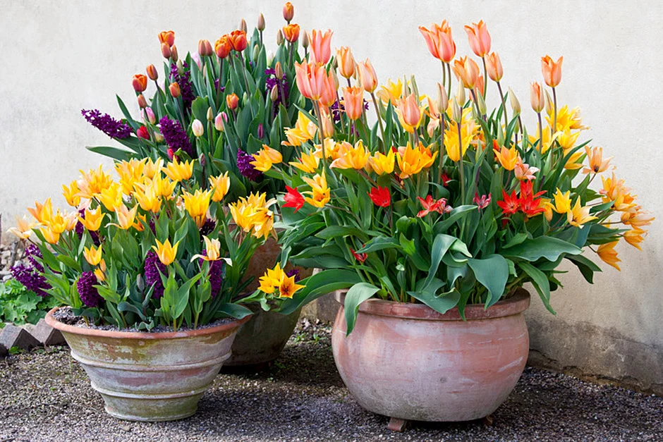 Tulip Planting Tips: How to Grow Vibrant Tulips