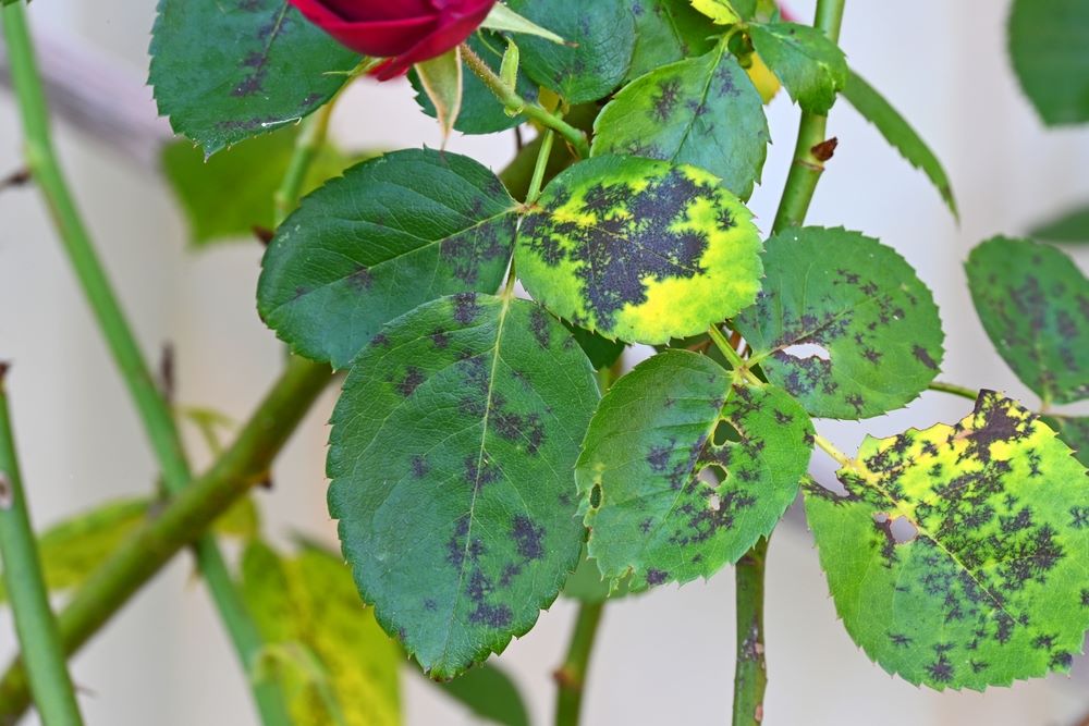 Rose Plant Diseases Treatment: Prevent and Cure