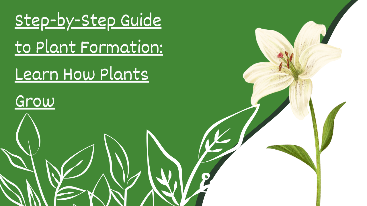 Step-by-Step Guide to Plant Formation: Learn How Plants Grow