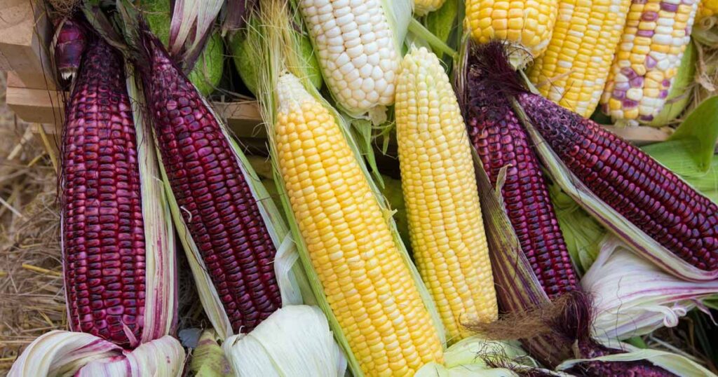 How to Grow a Corn Plant: Essential Steps and Care