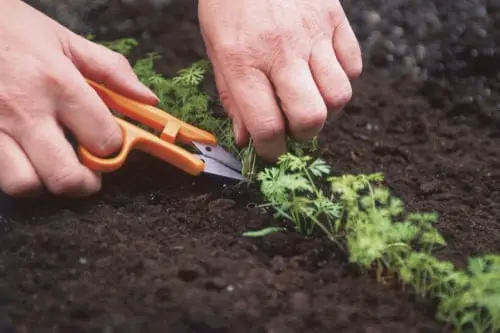 Carrot Planting Tips: A Comprehensive Guide to Growing Delicious Carrots