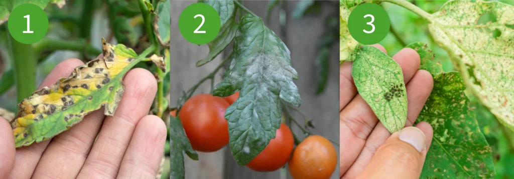 Tomato Plant Care: How to Grow and Maintain Healthy Tomatoes