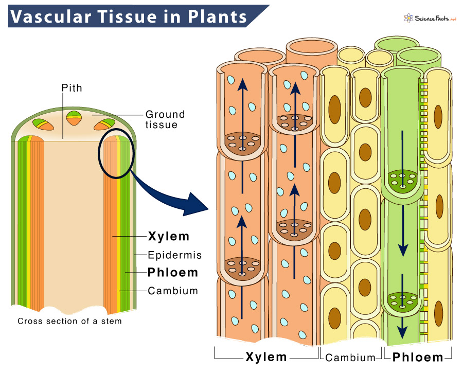 Step-by-Step Guide to Plant Formation: Learn How Plants Grow