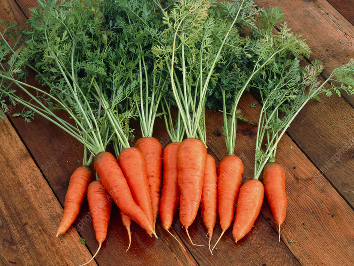 Carrot Planting Tips: A Comprehensive Guide to Growing Delicious Carrots