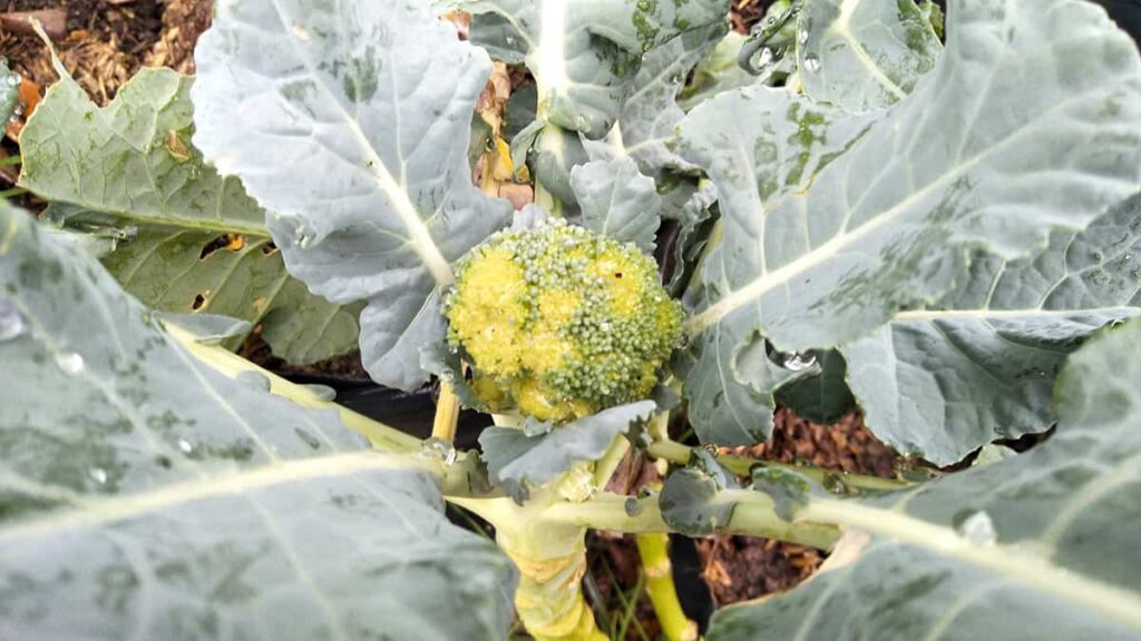 How to Grow a Broccoli Plant: Expert Advice for Thriving Broccoli