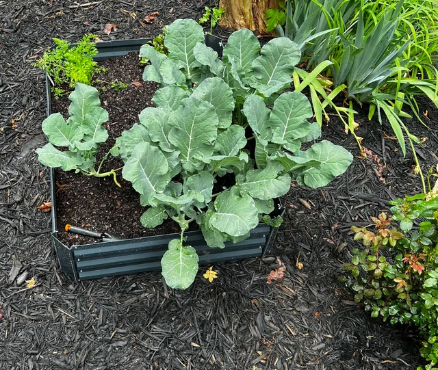 How to Grow a Broccoli Plant: Expert Advice for Thriving Broccoli