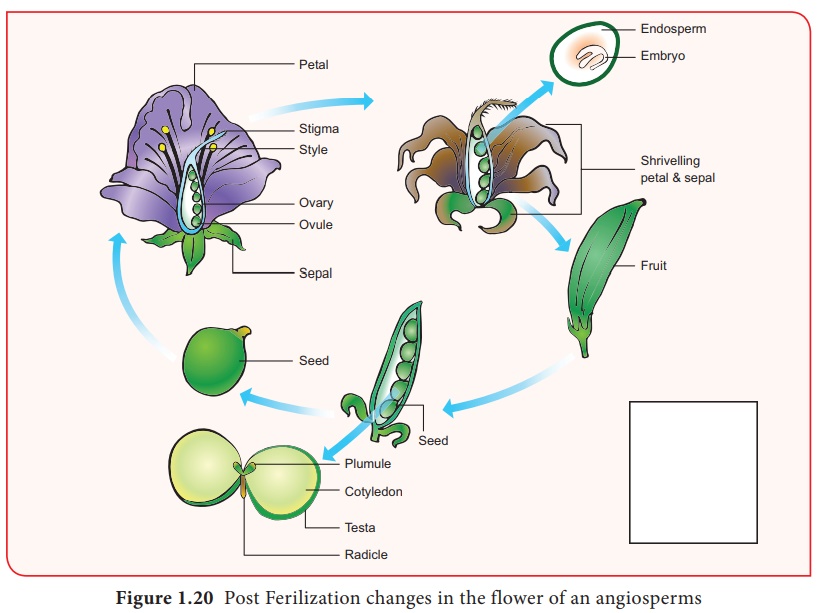 Step-by-Step Guide to Plant Formation: Learn How Plants Grow