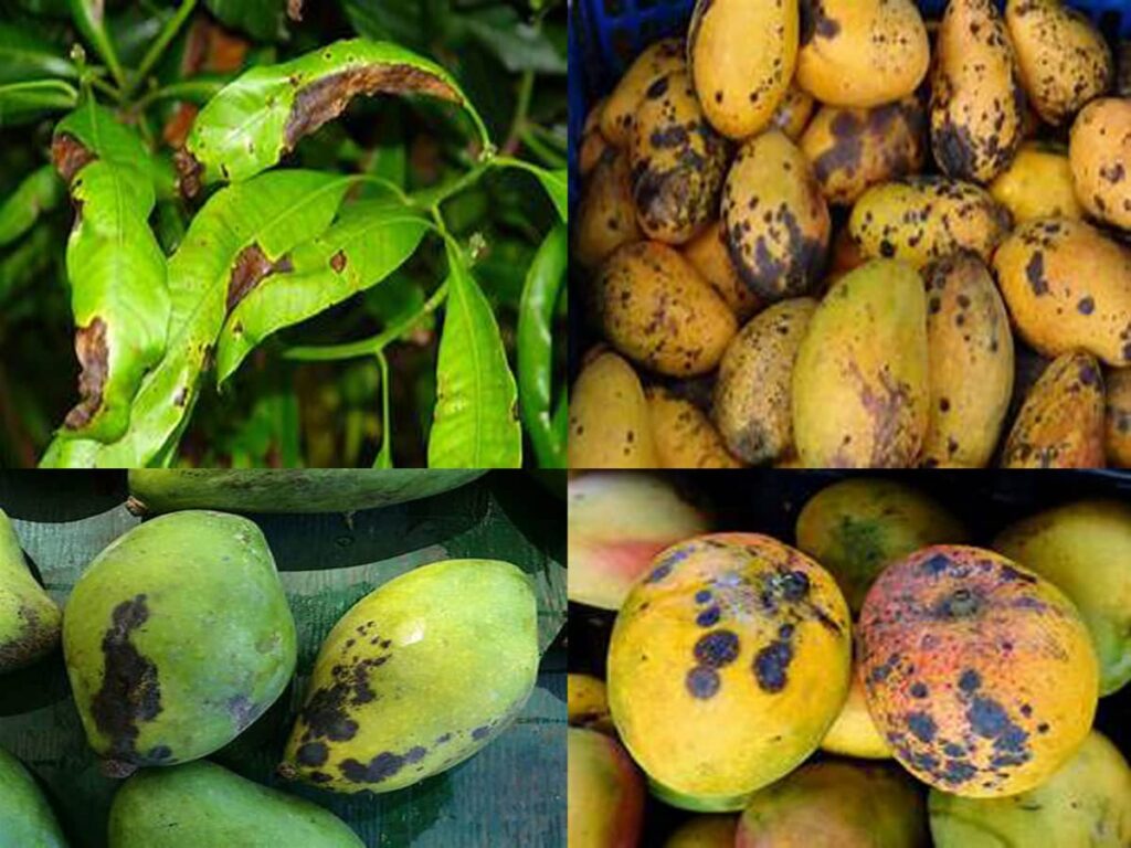 How to Grow Mango Plants: A Comprehensive Guide