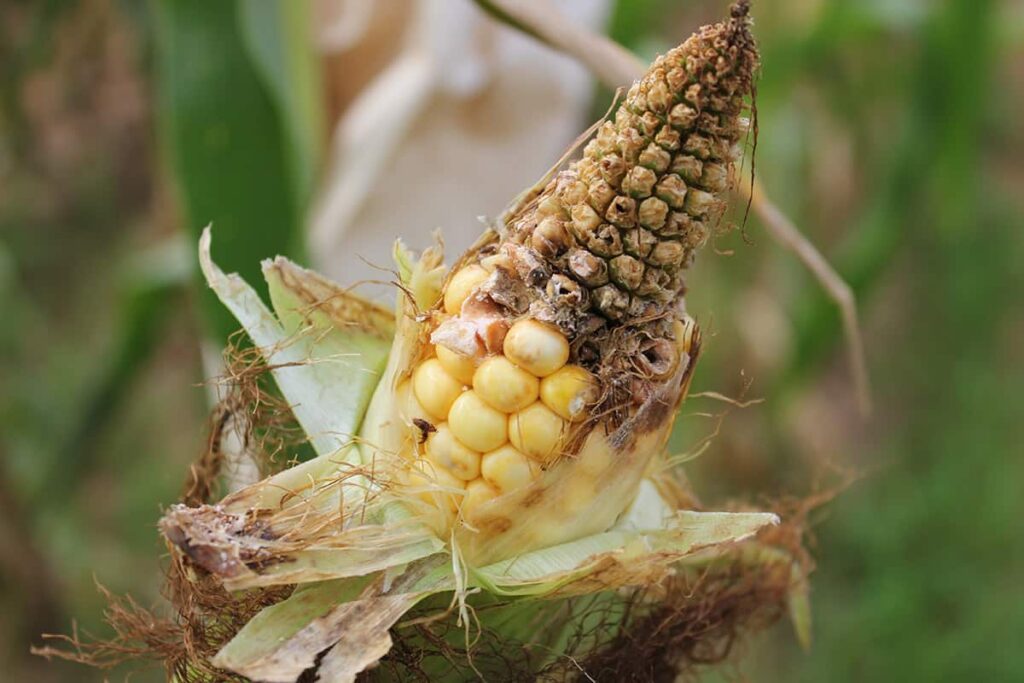 How to Grow a Corn Plant: Essential Steps and Care