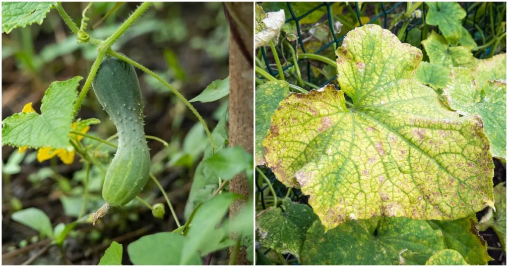 How to Grow Cucumber Plants: A Complete Guide for Beginners