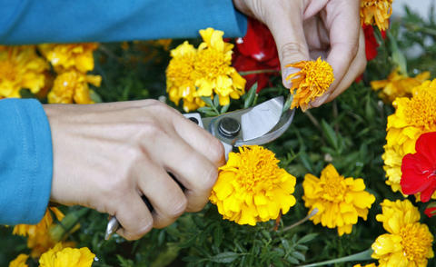 Marigold Plant Care: How to Grow and Maintain Stunning Marigolds